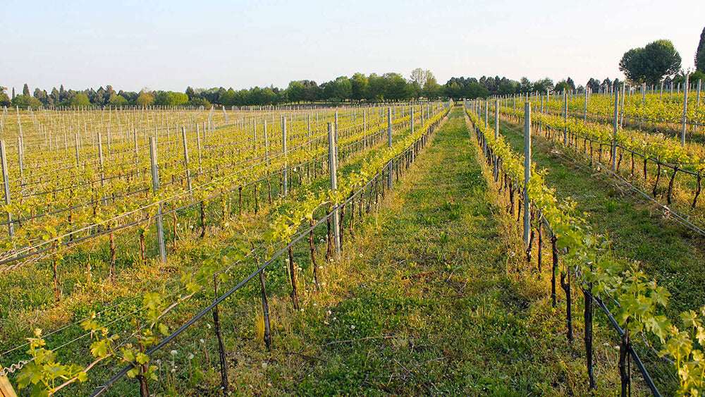 Le vigne di San Pietro