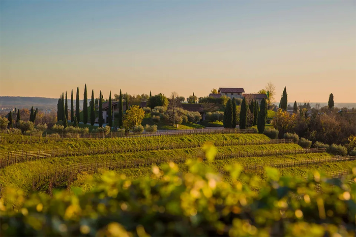 Le Vigne di Zamo