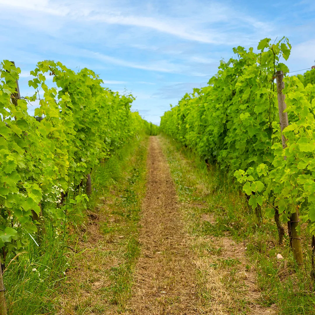 Le Vigne di Zamo