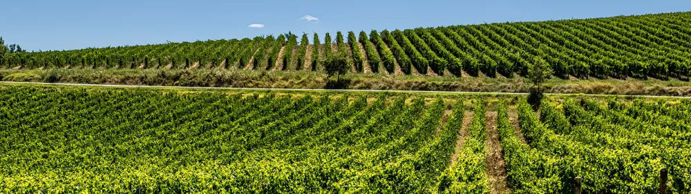 Les Grand Crus