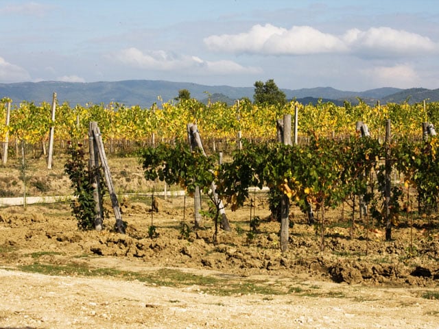 Leuta