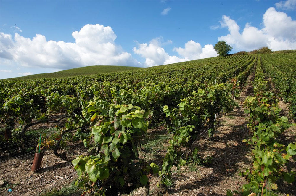 Louis Roederer