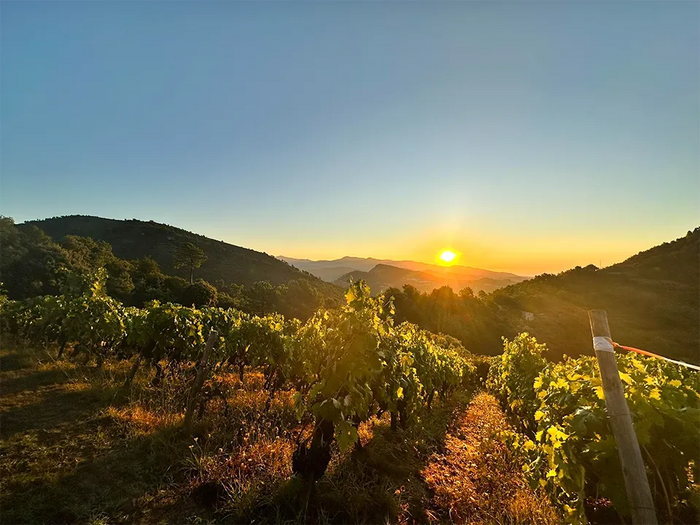 Maccario Dringenberg