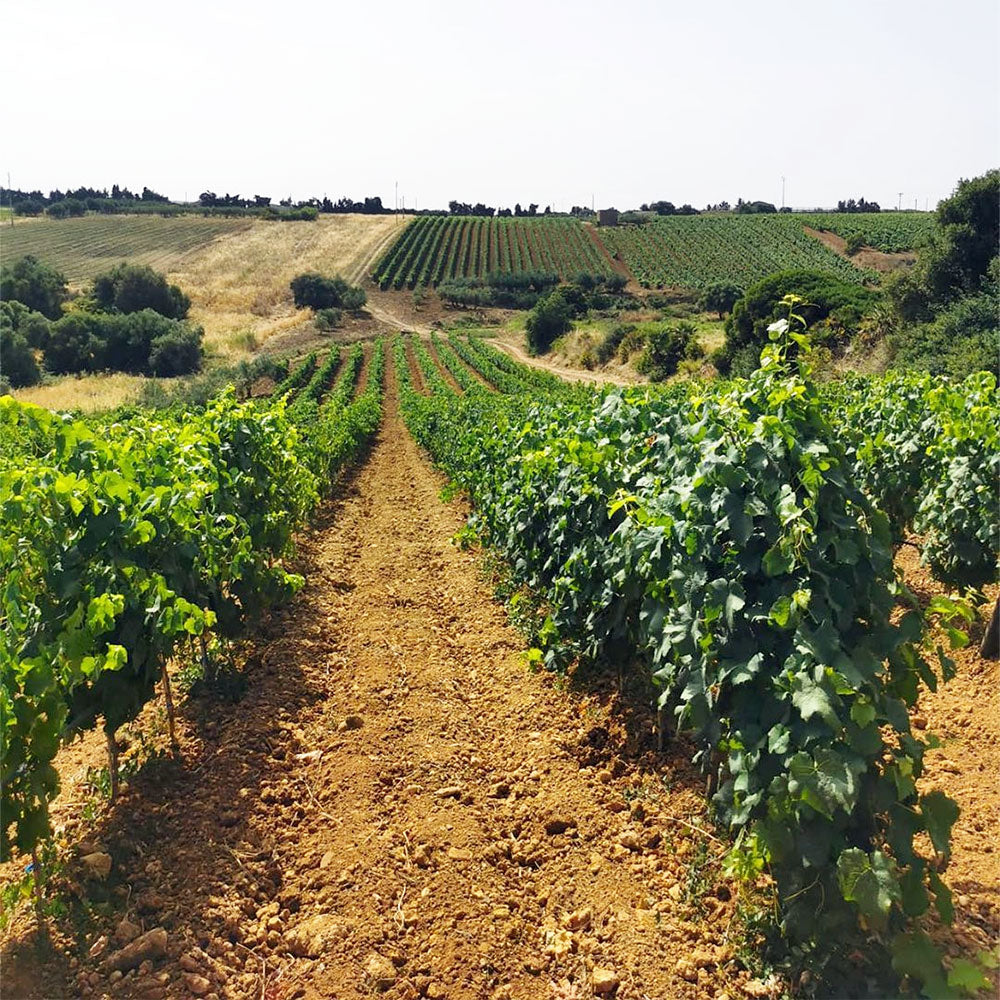 Mandrarossa (Settesoli)