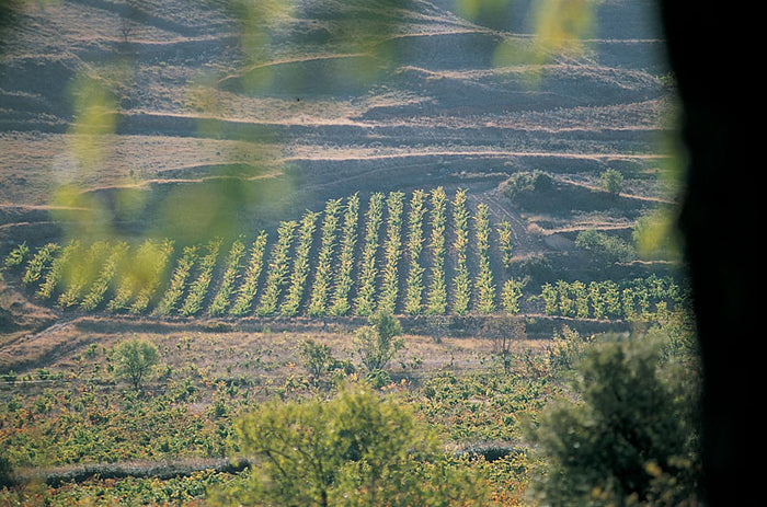 Marques de Caceres