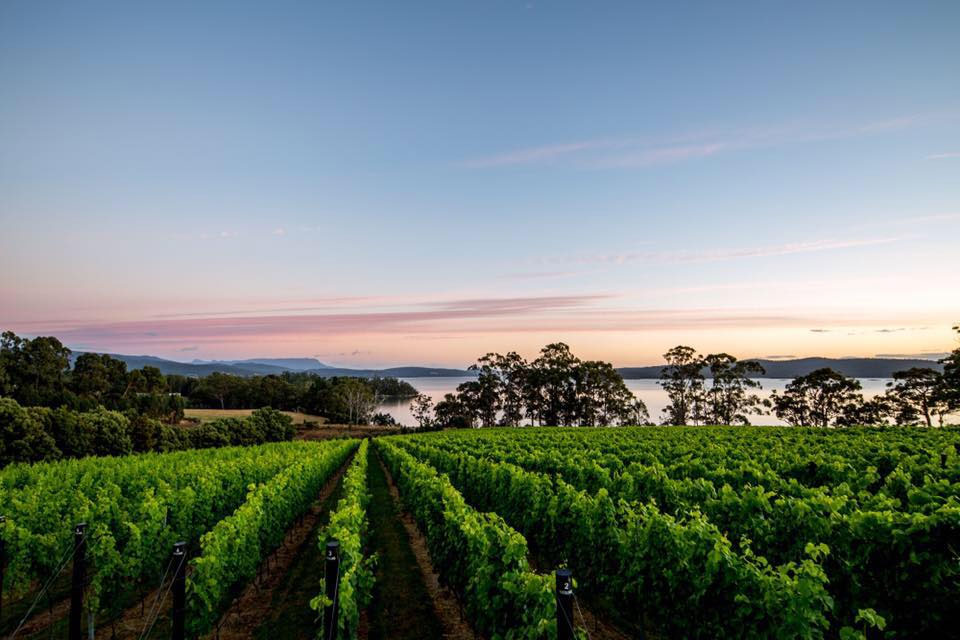 Mewstone Wines