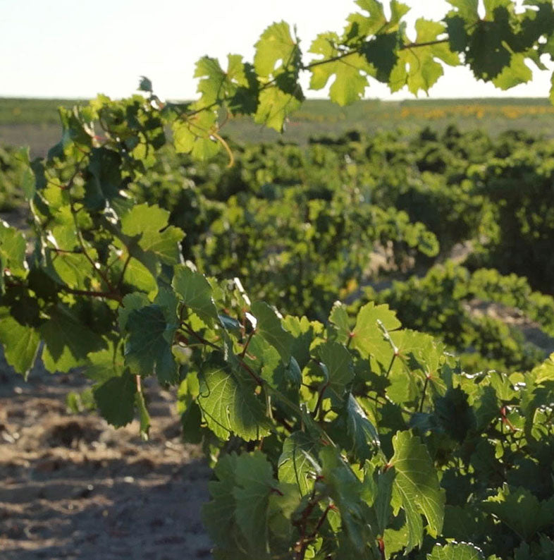 MicroBiowines