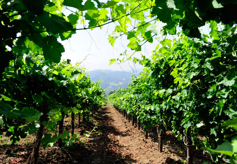 Molise 3