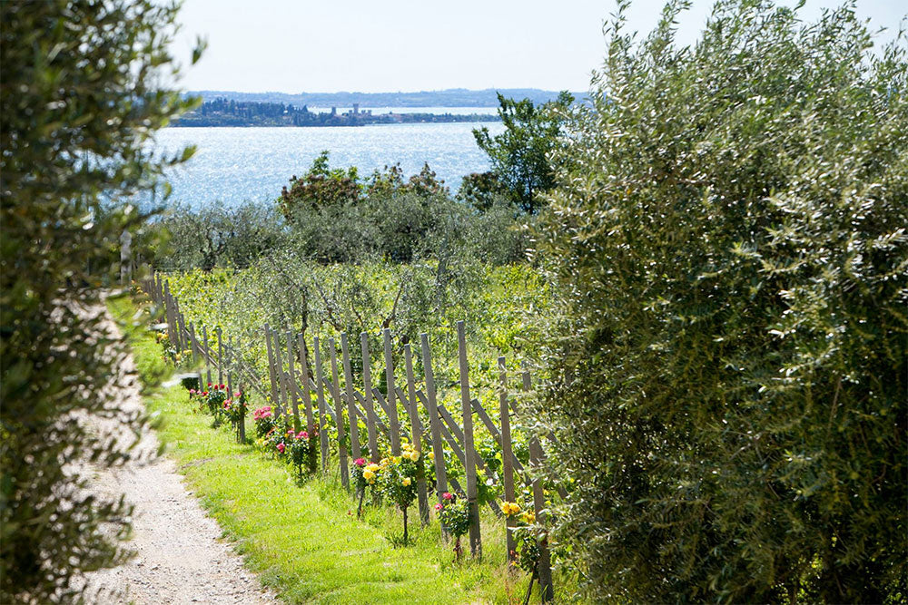Monte Cicogna