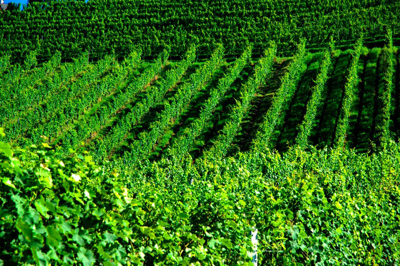 Mosel-Saar-Ruwer 1