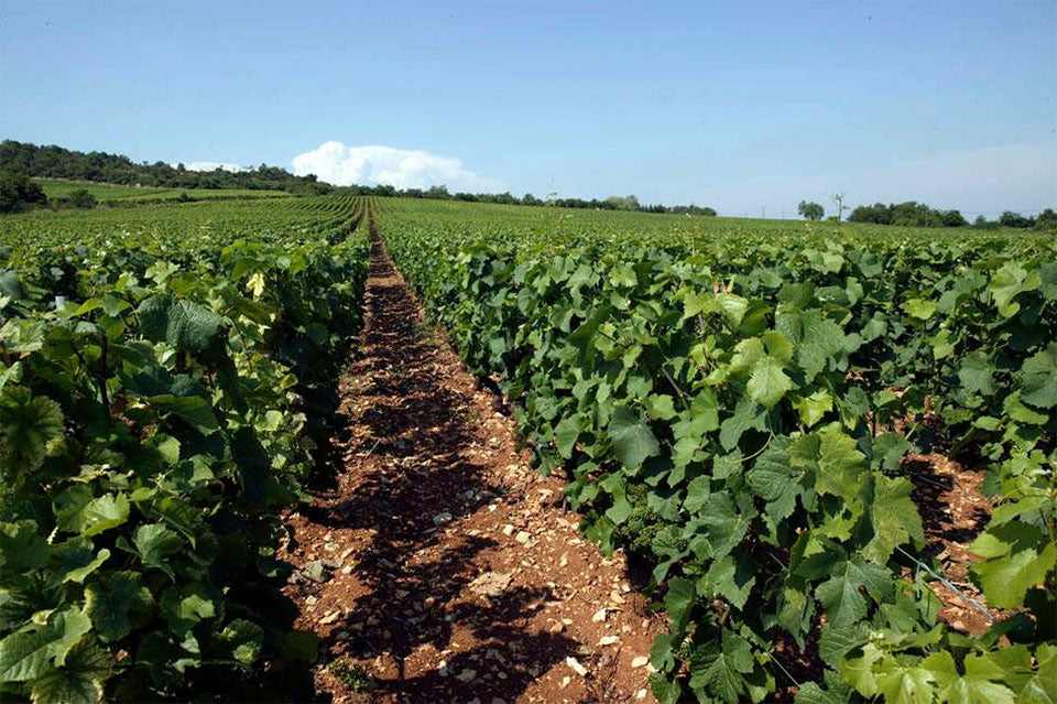 Mouton Laurent