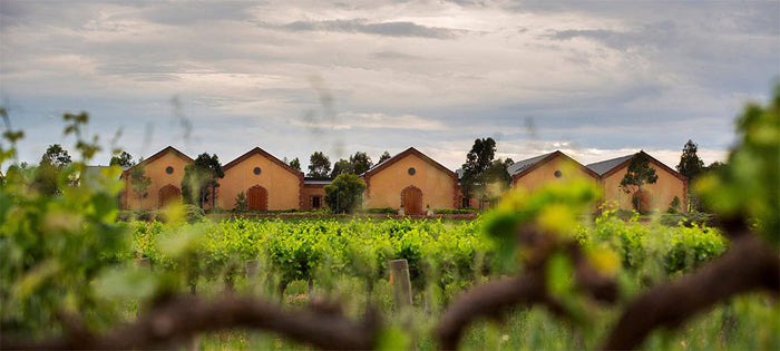 Murray Street Vineyards