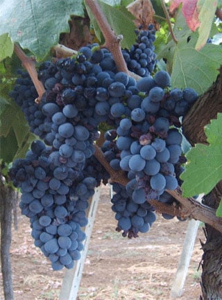 Negro Amaro 1