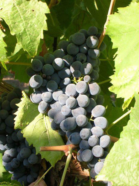 Nero d'Avola 1