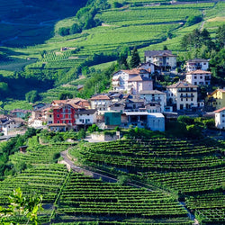 Opera Viticoltori in Valdicembra