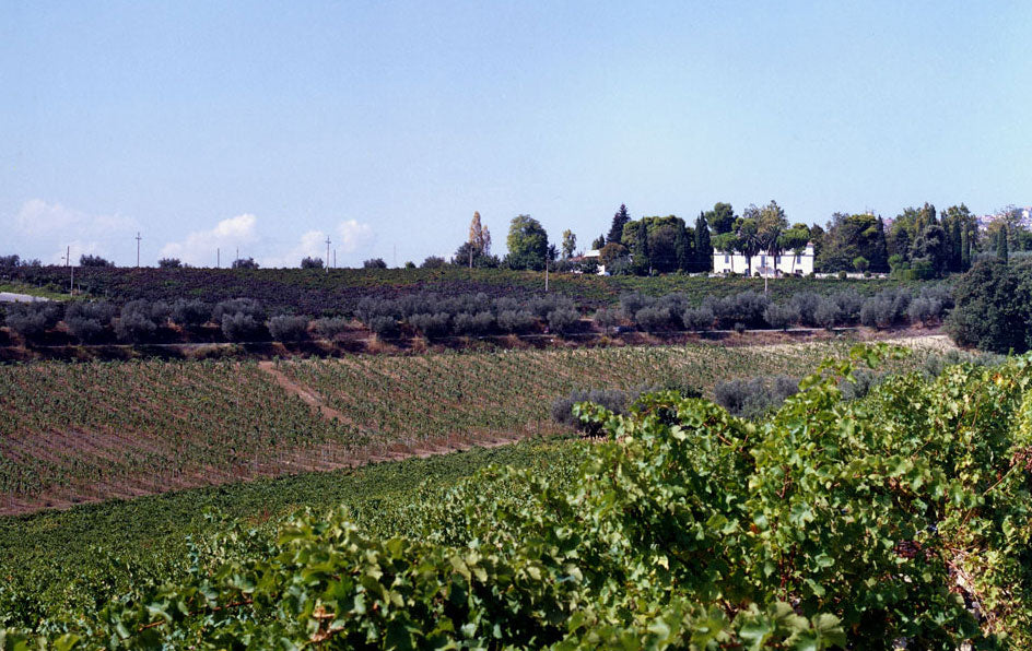 Orlandi Contucci Ponno