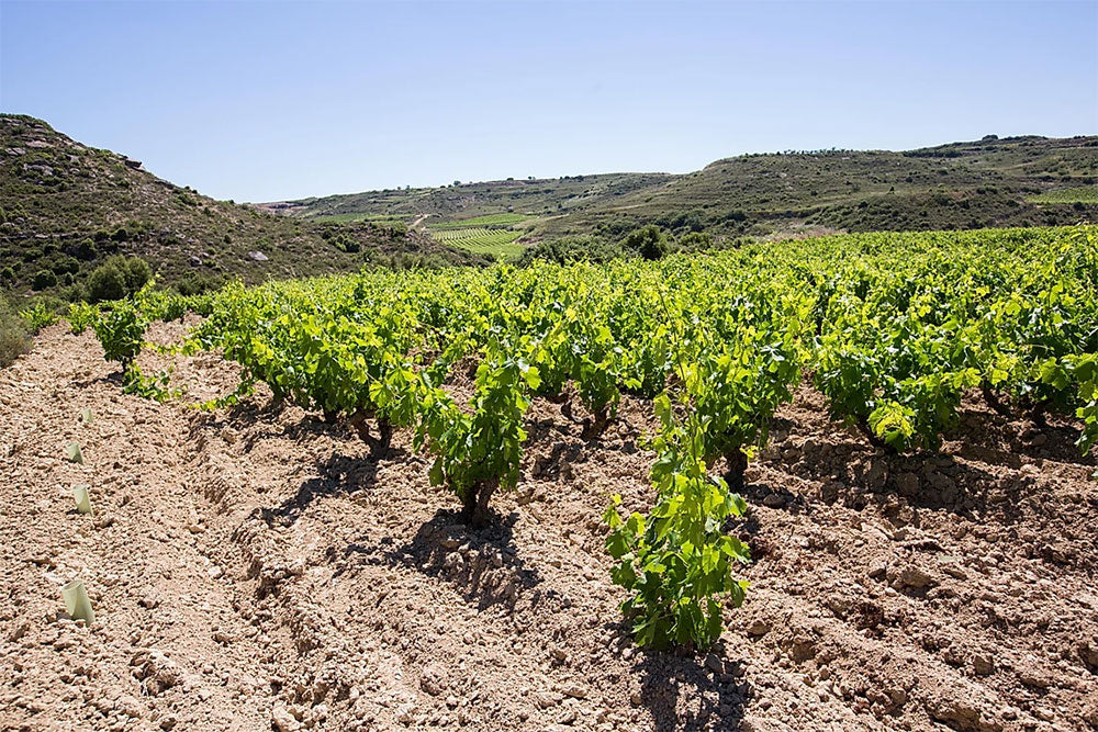 Oxer Wines