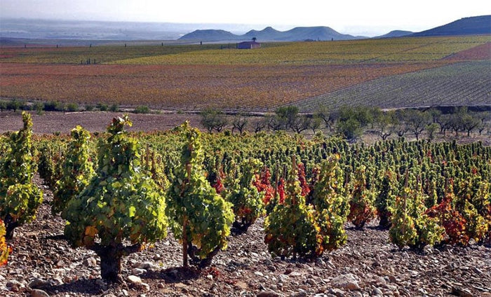 Bodegas Palacios Remondo