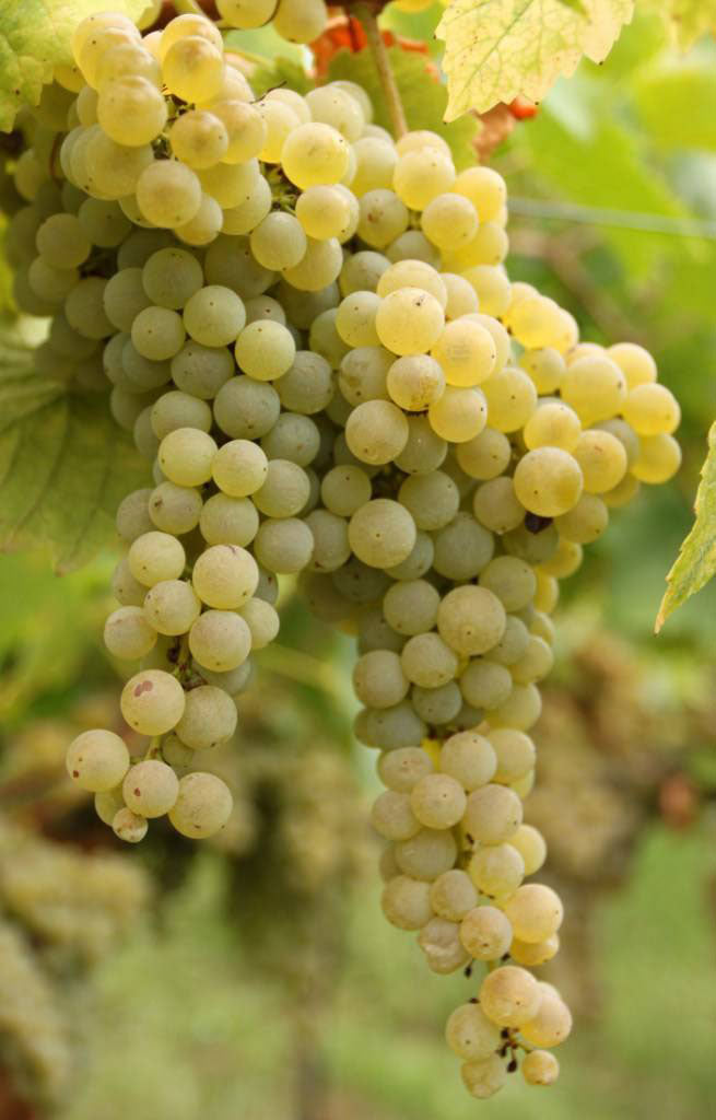 Pecorino 1