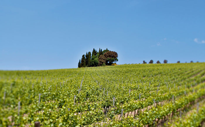 Pian delle Vigne (Antinori)