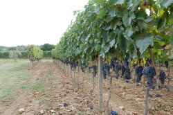 Pieve Santa Restituta (Gaja)