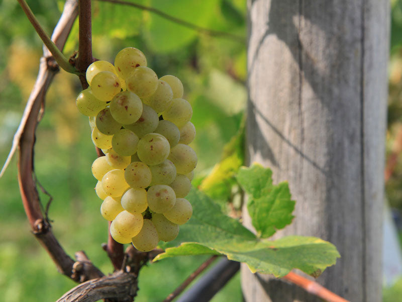 Pinot Bianco 1
