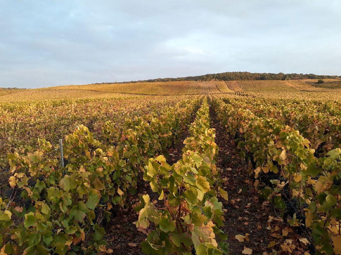 Pinot-Chevauchet