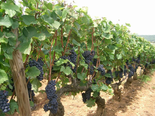 Pinot Nero 1