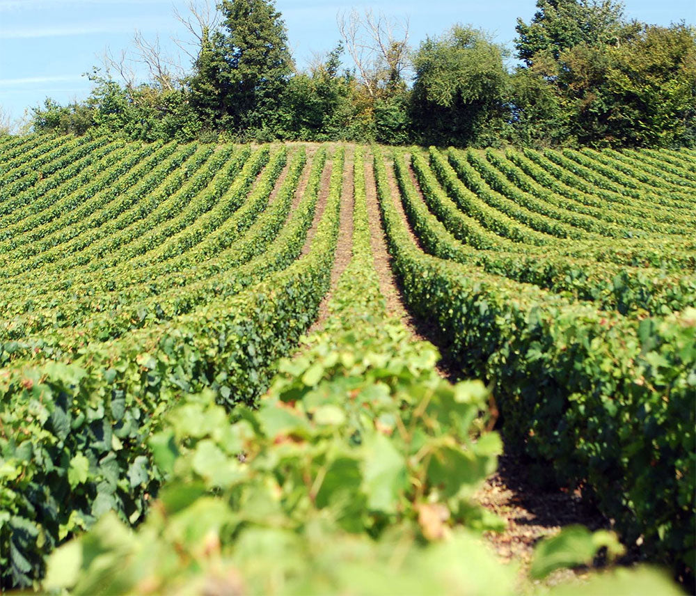 Piper Heidsieck