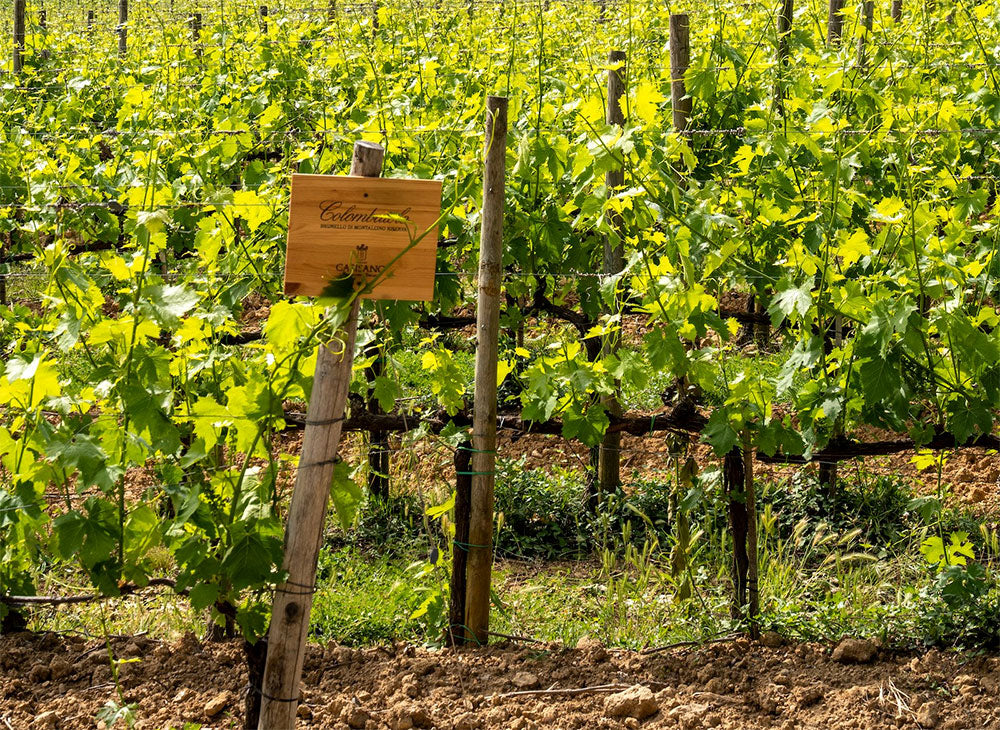 Podere Casisano (Tommasi)