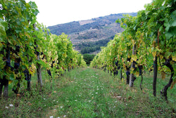 Podere Castellinuzza