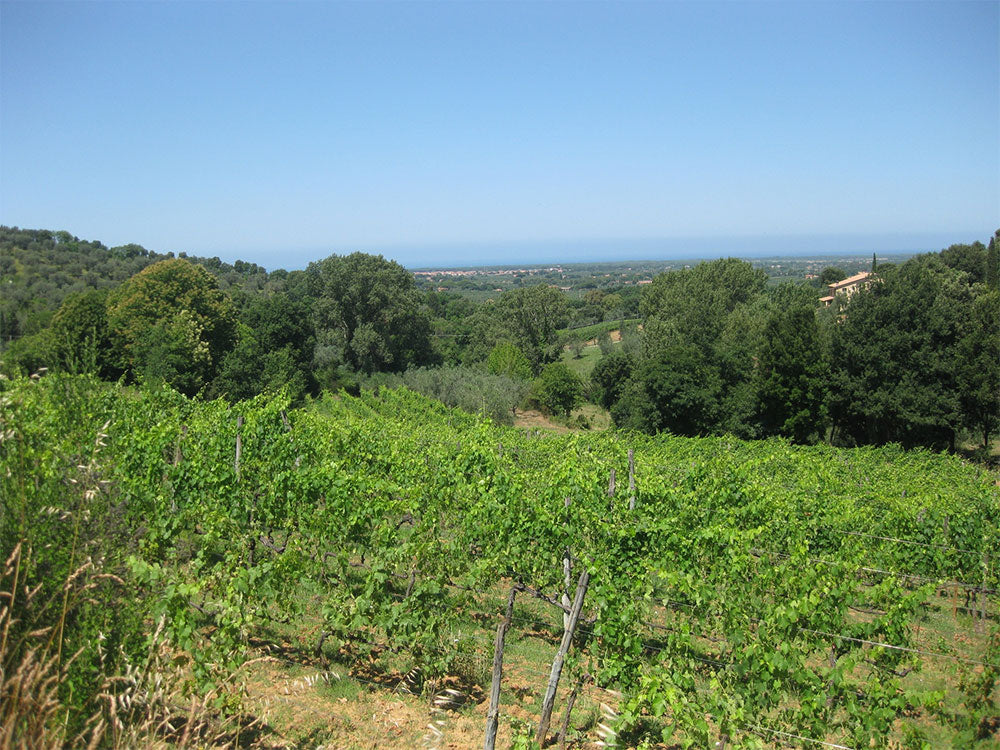 Podere il Castellaccio