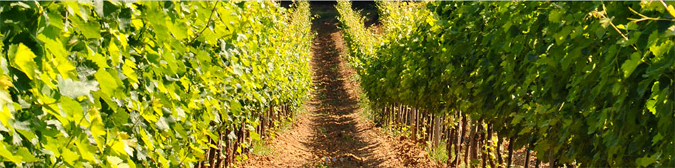 Podere Morazzano
