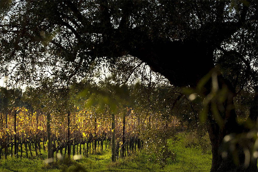 Podere Orma (Sette Ponti)