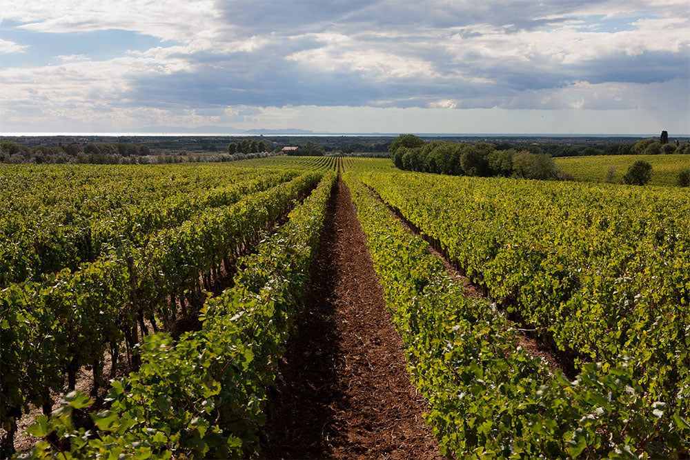 Podere Sapaio