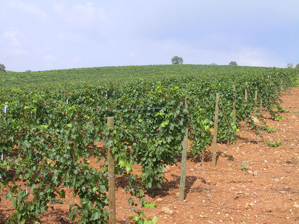 Poderi di Ghiaccioforte