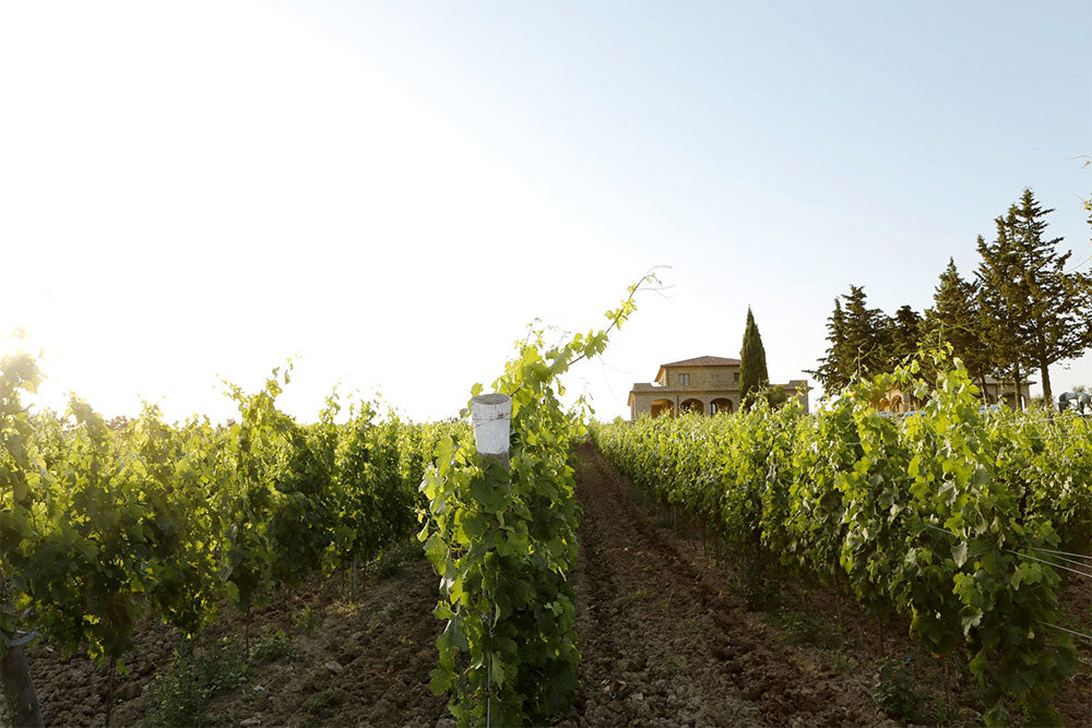 Poggio al Tufo