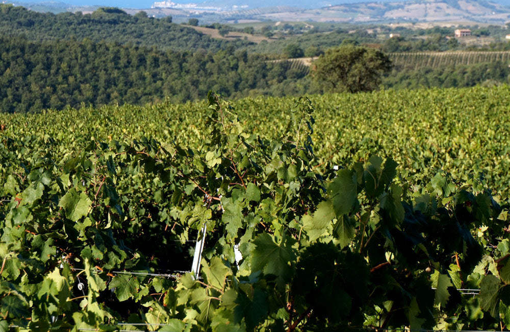 Poggio Nibbiale