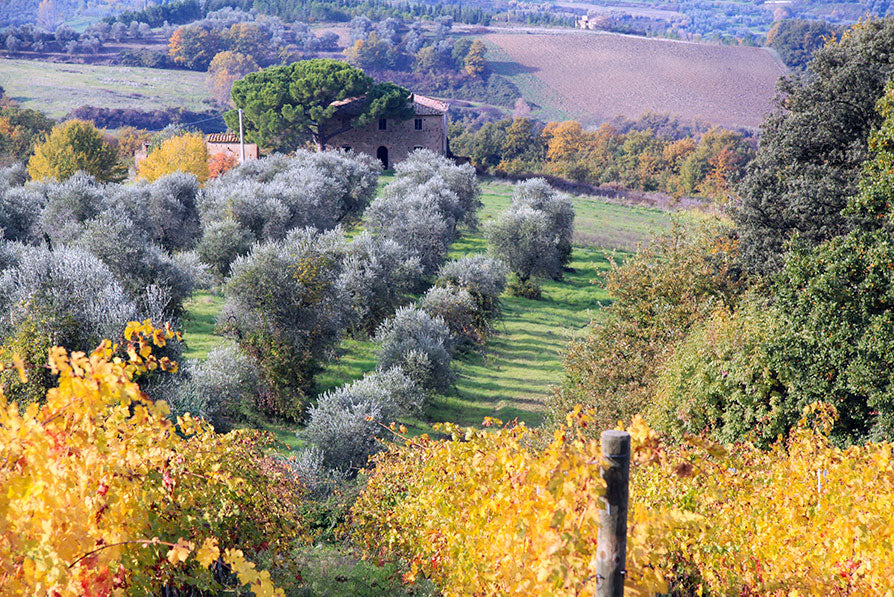 Poggio Nicchiaia