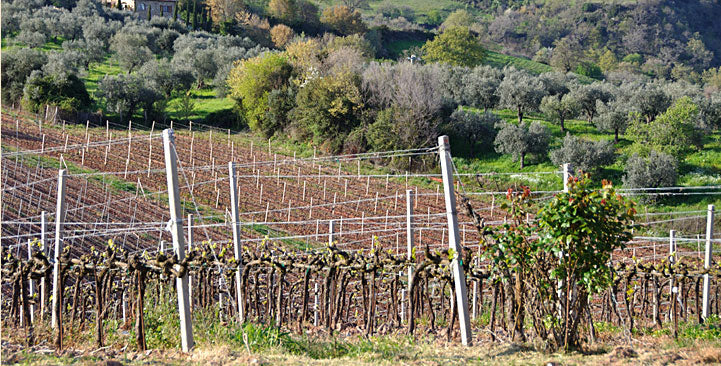 Provveditore Azienda Agricola