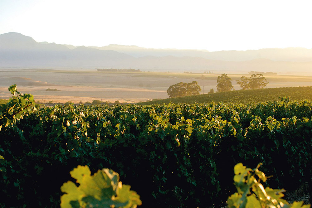 Pulpit Rock Winery