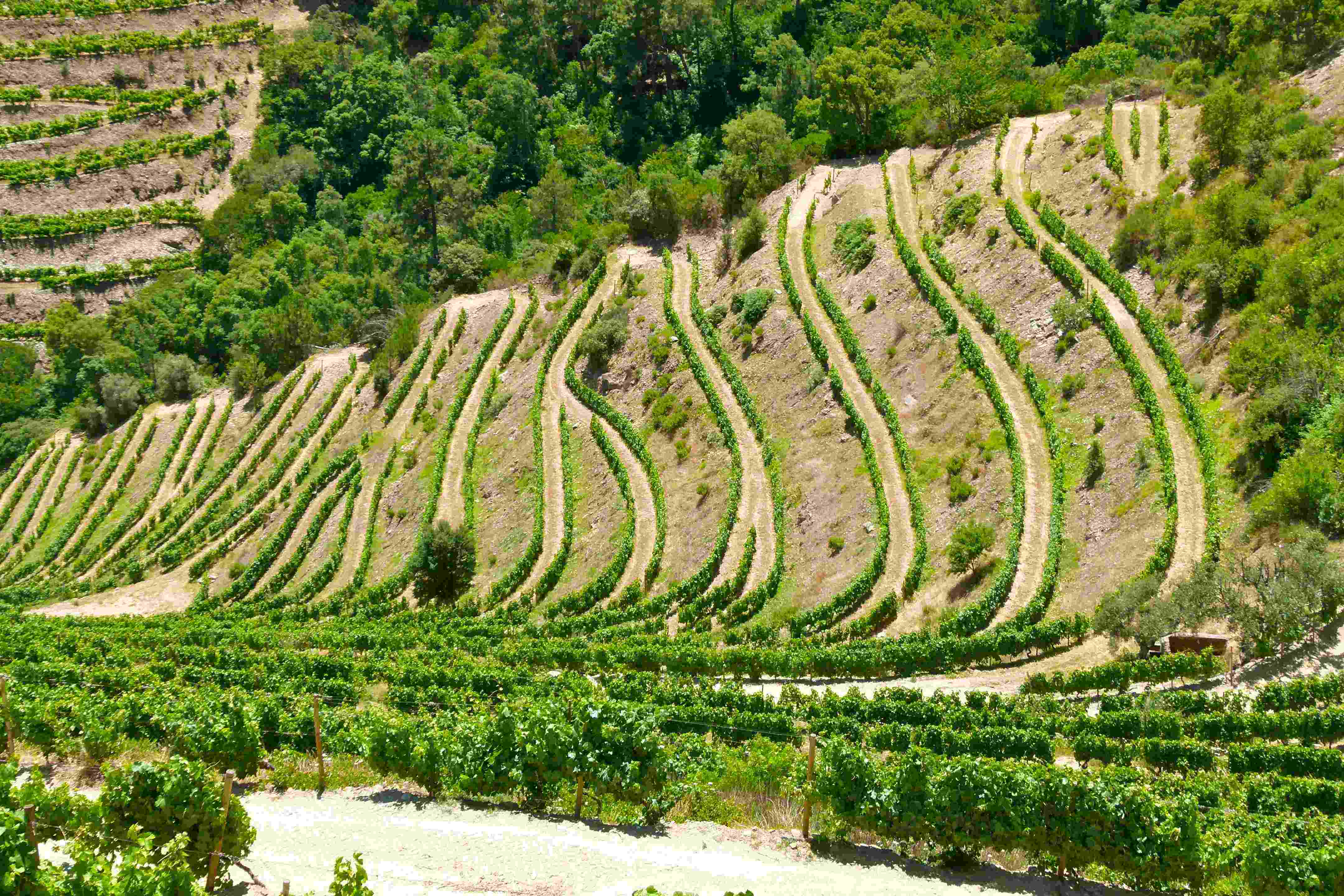 Quinta De La Rosa
