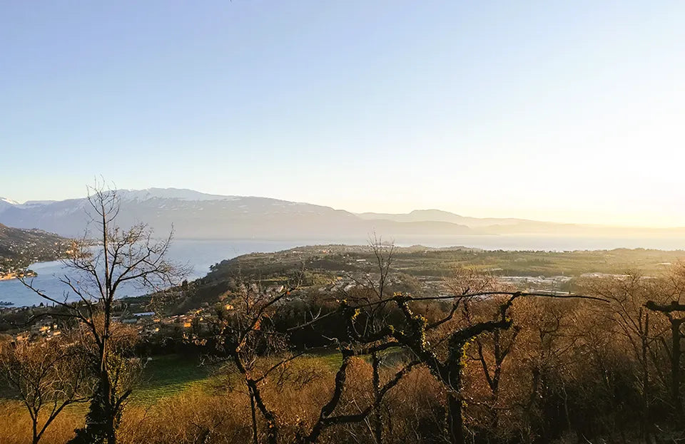 Radici Erranti