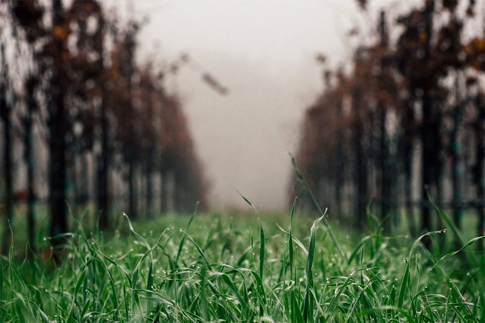 Raen Winery