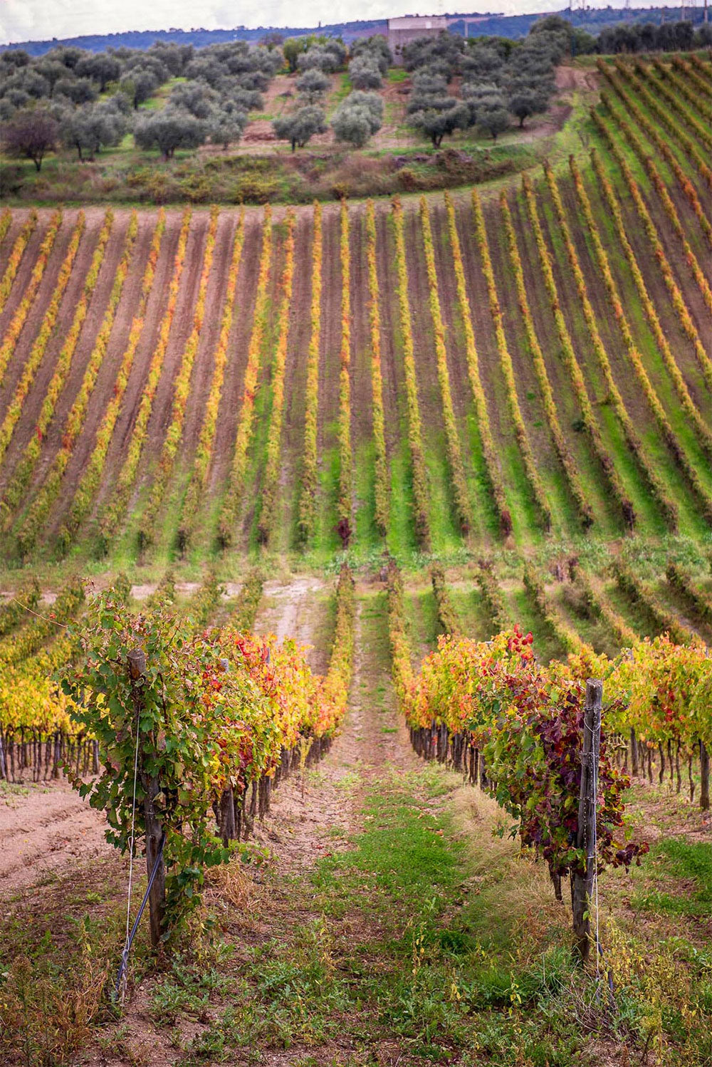Regio Cantina (Tenute Piccini)