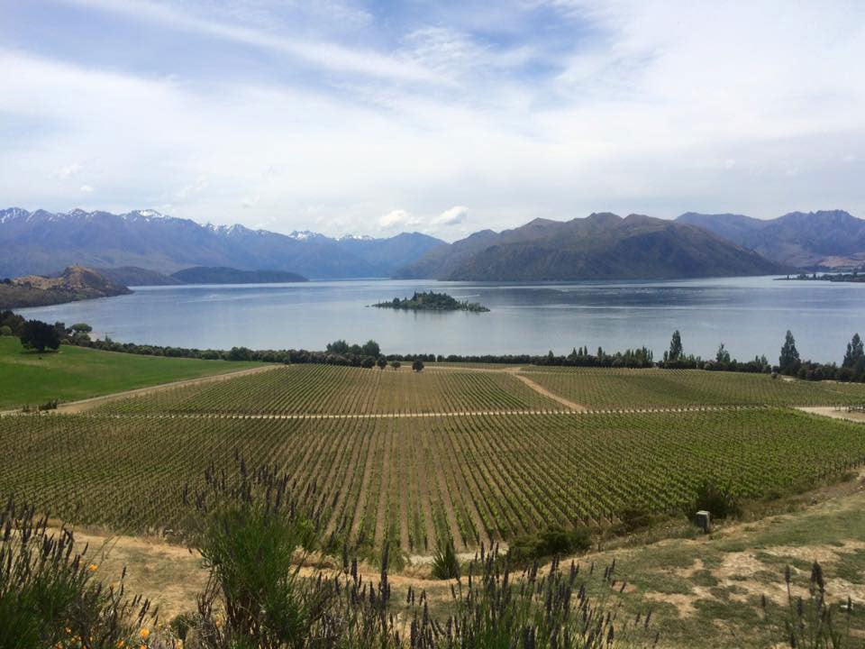 Rippon