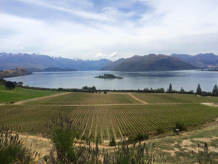 Rippon