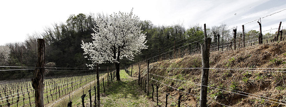 Ronco dei Tassi