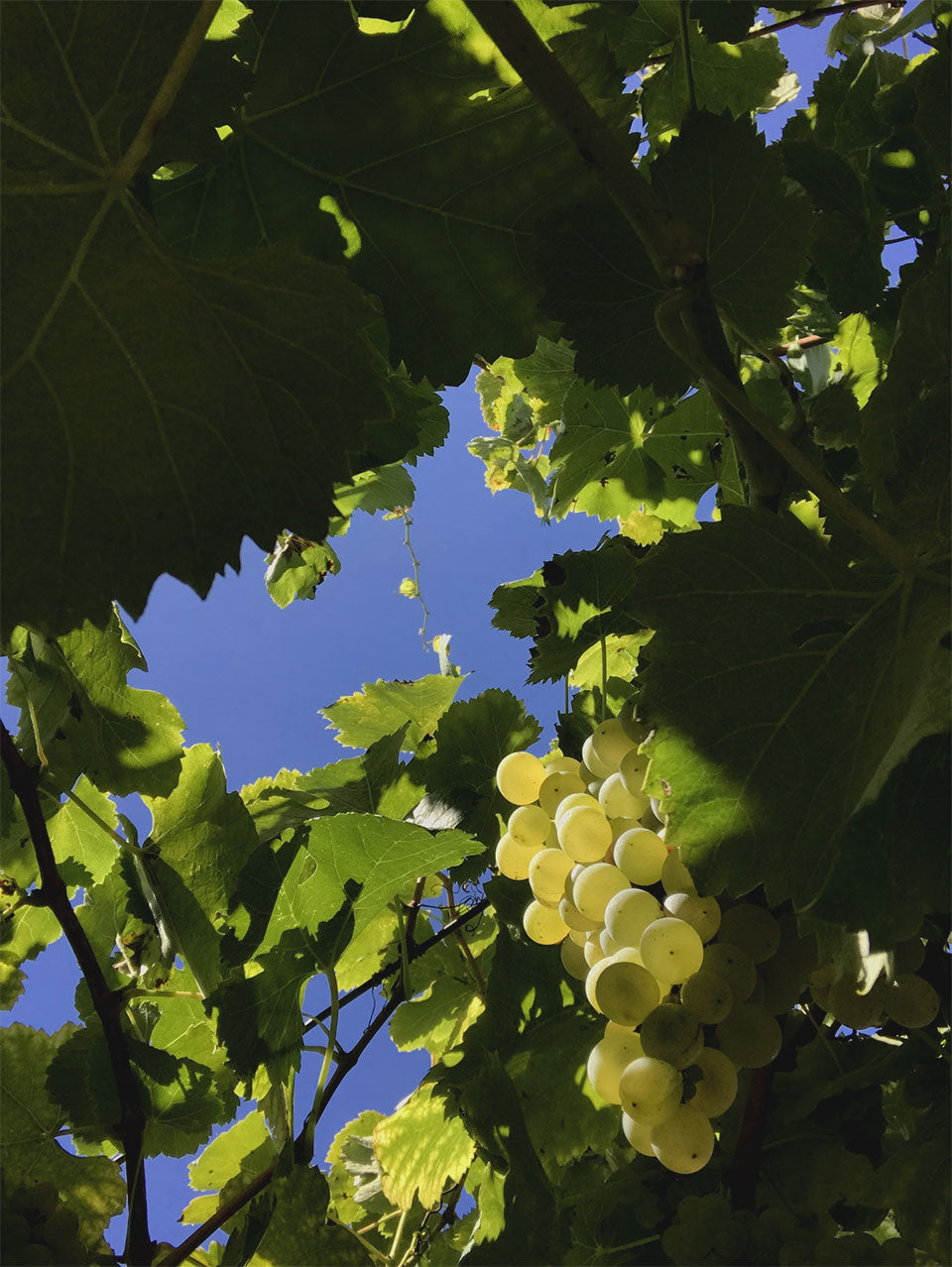RossoVermiglio