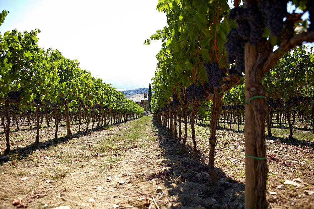San Polo Azienda Agricola (Allegrini)